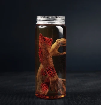 Élő Halott Zombi Jar testrészek horror Példány kísérlet Film Kellék Replika